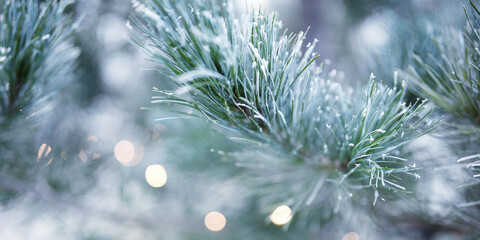 Pine branches in winter with white hoarfrost. Christmas background with bright diffused bokeh...