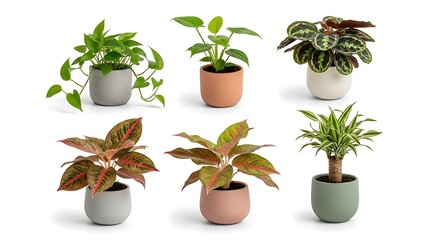 Fototapeta premium Collection of diverse potted houseplants showcasing various lush green foliage, perfect for enhancing indoor living spaces with natural beauty and vibrant decor