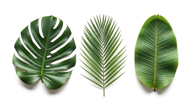 Minimalist flat lay of various tropical green leaves like monstera and palm isolated on white