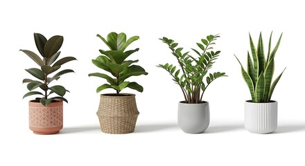 Fototapeta premium Assortment of vibrant potted plants Rubber, Fiddle Leaf Fig, ZZ, Snake plants for home decor