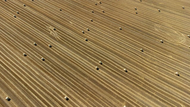 Aerial view of golden stubble fields marked with dark lines, dotted with round hay bales under the November sun, Osijek, Osijek-Baranja County, Croatia.