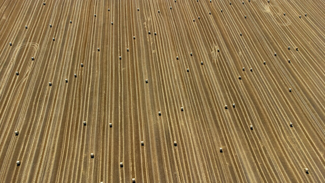 Aerial view of golden stubble fields punctuated by scattered hay bales, a testament to the harvest's yield, Osijek, Osijek-Baranja County, Croatia.