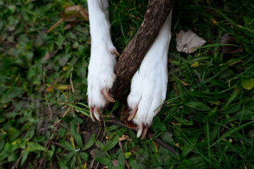 Close-Up of Dog Paws Holding a Stick Outdoors