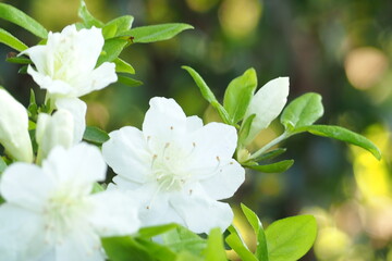 植物　白い花