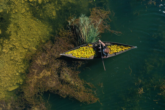 Opuzen, Croatia - 17 November 2025: Aerial view of a lone boat laden with vibrant yellow fruits navigates through the river's contrasting textures of green water and aquatic vegetation.