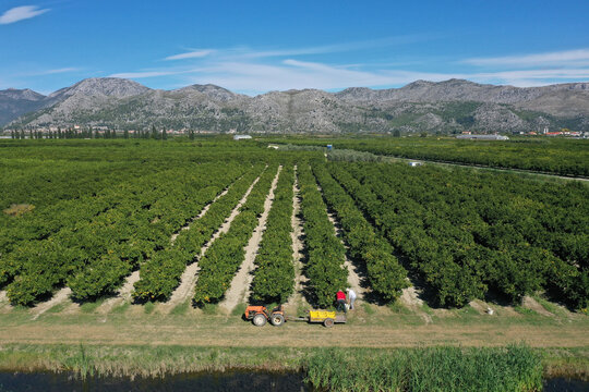 Aerial view of a tranquil landscape, with rows of lush citrus trees stretching towards distant mountains under a crisp blue sky., Opuzen, Dubrovnik-Neretva County, Croatia.