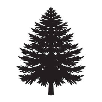Western red cedar silhouette black vector icon