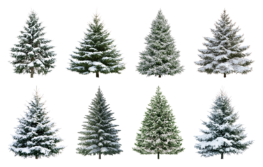 PNG Snow-covered evergreen trees collection, element set on transparent background