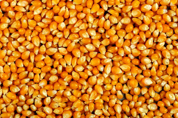 Full Frame Close-up of Unpopped Dried Yellow Popcorn Kernels Food Background
