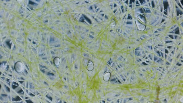 Green algae producing oxygen in light under microscope timelapse