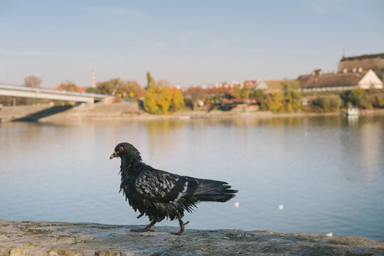 Crow perched on a weathered stone by a calm river, autumn trees reflect on the water, creating a moody natural scene ideal for wildlife and outdoor photography.