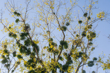 Tall tree branches reach toward the sky, yellow leaves shimmer beside round green mistletoe clusters, creating a vivid natural canopy and festive contrast in daylight and nature.