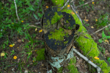 A close-up of a dark tree stump covered with vibrant green moss. Surrounded by forest undergrowth and fallen leaves, creating a damp, natural ambiance