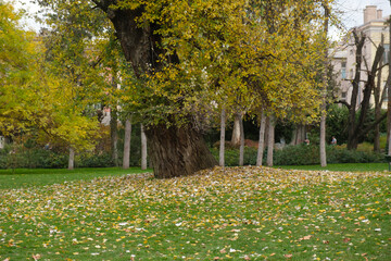 Autumn park scene with fallen leaves covering grass under tall trees, a tranquil outdoor setting...