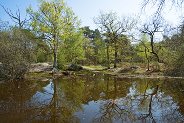 Forêt de Fontainebleau