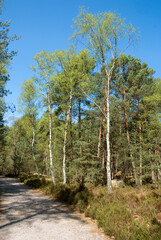 Forêt de Fontainebleau
