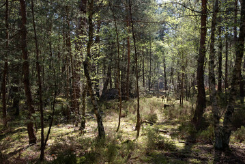 Forêt de Fontainebleau