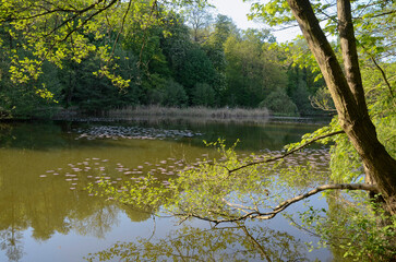 Étang de Saint-Cucufa