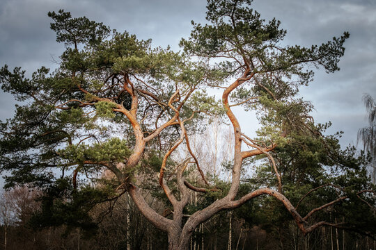 A tall pine tree with twisting, contorted branches and dense green needles stands prominently against a cloudy sky, surrounded by a forest background. - Powered by Adobe