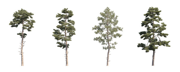 Tall trees collection isolated on transparent backgrounds. high quality 3d rendering. png format	
