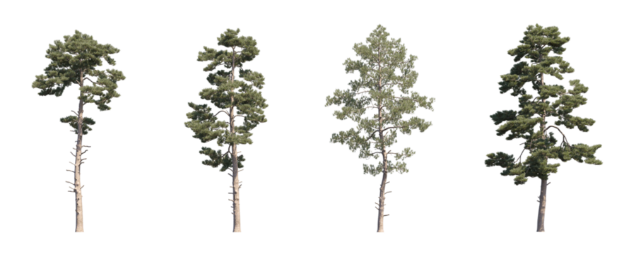 Tall trees collection isolated on transparent backgrounds. high quality 3d rendering. png format	
