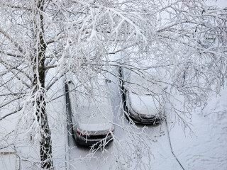 Snowfall covered two cars and tree branches