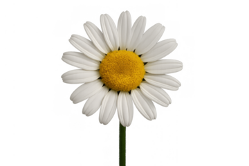 Daisy flower with white petals and yellow center, isolated on a transparent background, representing nature, growth, and purity