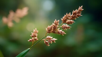Obraz premium Close up of a delicate dry grass seed head in soft natural light with a blurred green background