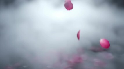 Pink rose petal falling on smoke, symbolizing death and sorrow. Funeral, memorial, and grief concept. Condolence ceremony.