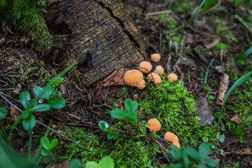 A close-up shot of orange Tubifera ferruginosa (slime molds) growing on lush green moss near a weathered tree stump. Small plants and scattered leaves add texture to the damp, shaded forest scene