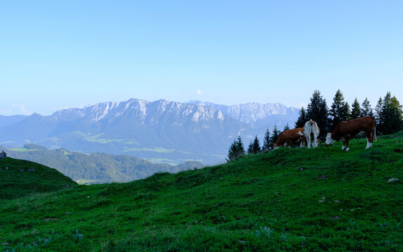 Blick auf Wildenkaiser mit Kuhweide
