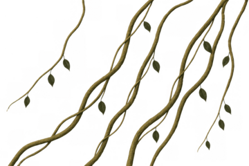 Hanging jungle vines on transparent backdrop, tropical lianas with green leaves, nature forest background element