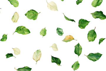 A collection of various green and dried leaves scattered artistically on a clean white background. ideal for nature-themed projects. botanical illustrations. or eco-friendly designs