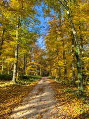 Quiet woodland trail covered with fallen leaves, tall beech and birch trees in golden light forming a tunnel effect. Seasonal nature in Luxembourg.