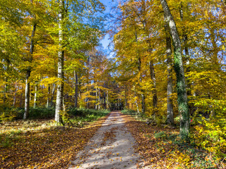 Wide view of a leaf-strewn path through a colorful beech forest, dappled sunlight and vibrant fall canopy. Peaceful seasonal landscape.