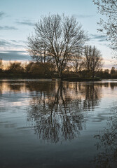 Majestic Sunrise Reflections on Flooded Washlands: Golden Trees and Swans on the River Trent, Burton, UK