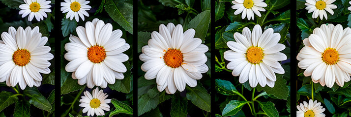 Close-up of blooming white daisies showcasing their delicate petals and vibrant centers in a lush green garden setting