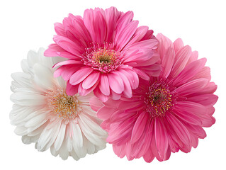Trio of pink and white gerbera daisies on a black backdrop