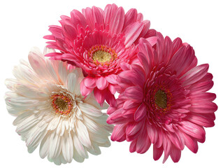 Trio of gerbera daisies, one white, two pink, on dark background