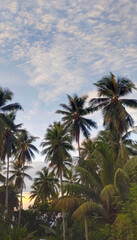 Fototapeta premium Buton, Southeast Sulawesi, INDONESIA September 2025: towering coconut trees and a clear blue sky in the afternoon