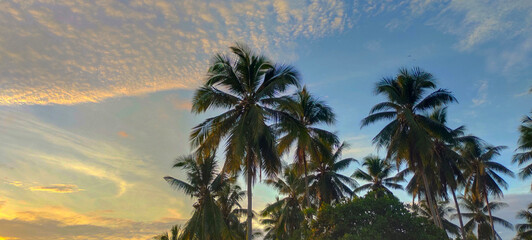 Buton, Southeast Sulawesi, INDONESIA September 2025: towering coconut trees and a clear blue sky in the afternoon