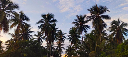 Buton, Southeast Sulawesi, INDONESIA September 2025: towering coconut trees and clear blue skies