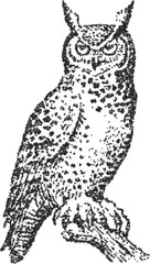 Detailed owl illustration created with a black and white stipple vector technique. Elegant and artistic representation of a wild bird, perfect for nature and wisdom themes.
