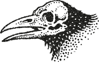 Vector illustration of a bird skull, possibly a crow or raven, in a detailed stipple style. Monochrome anatomical drawing for themes of death, nature, or gothic art.
