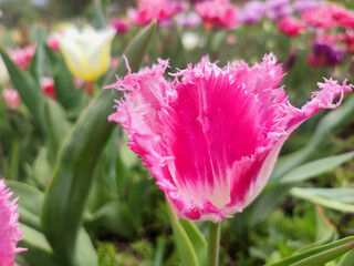 Blooming tulip flower. Blooming tulip flower with pink petal in inflorescence on sunny spring morning. Blooming of blossoming red tulip flower growing in ground. Natural background. Tulip