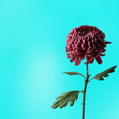 Square image of a red chrysanthemum on a soft blue gradient background with wide copy space on the left. Ideal for branding, social media layouts, floral design, ads, and modern minimalist concepts