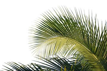 Coconut leaves on white background isolate © Stock4u2024 
