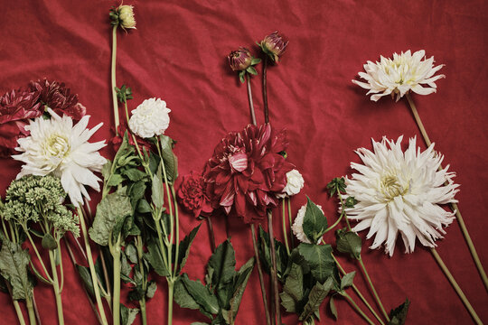 Assorted slightly wilted dahlias and chrysanthemums mix on wrinkled cloth. Emphasizes passage of time, impermanence, and nostalgic mood. Perfect for creative, seasonal, editorial use. Top view