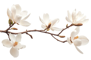 A delicate branch of white magnolia flowers in full bloom. their elegant petals and green buds against a clean white background. perfect for spring-themed designs or floral arrangements