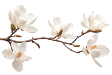 A delicate branch of white magnolia flowers in full bloom. their elegant petals and green buds against a clean white background. perfect for spring-themed designs or floral arrangements